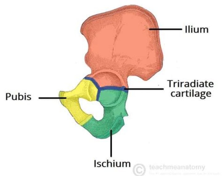 Where is triradiate cartilage?
