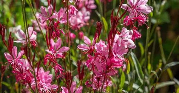 Where to plant gaura?