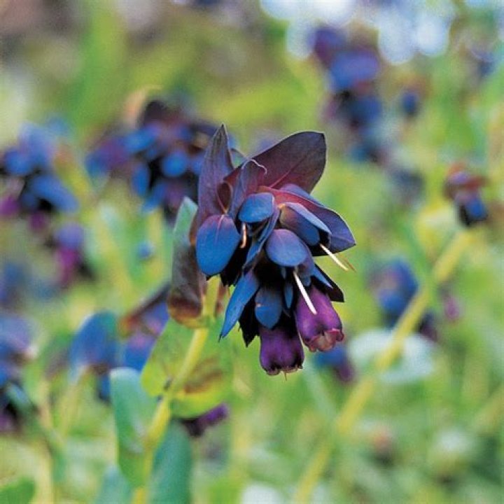 Where to plant honeywort?