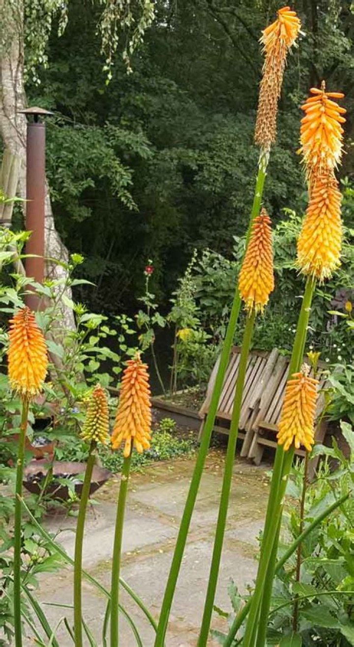 Where to plant kniphofia?