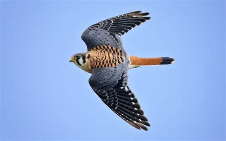 Where to see kestrels?