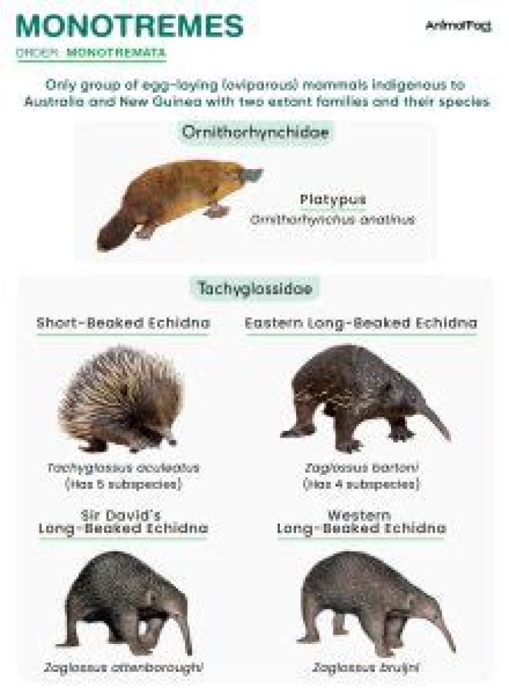 Which animal is a monotreme?