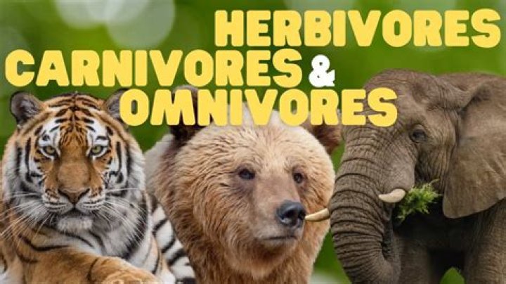 Which animals eat bearberries?
