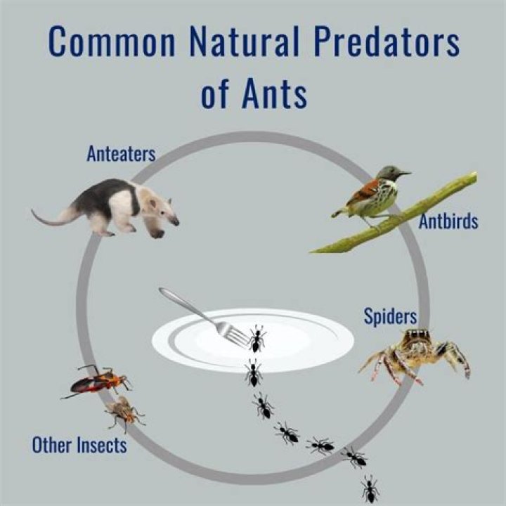 Which are the natural enemies?