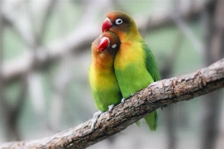 Which birds are love birds?