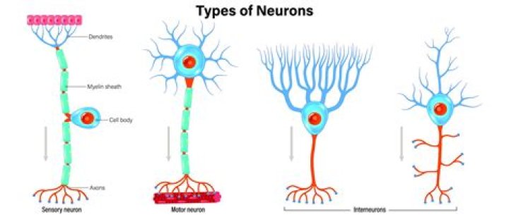 Which function is not a role of an interneuron?