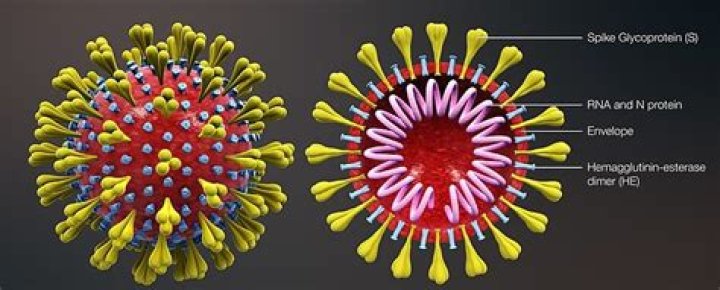 Which is the full form of covid-19?