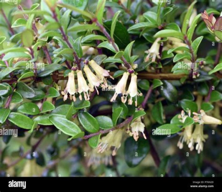 Which lonicera are evergreen?