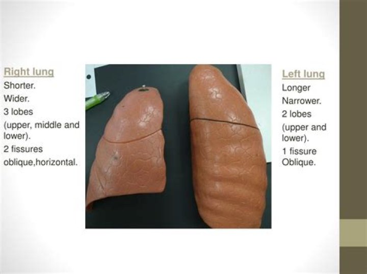 Which lung is shorter?