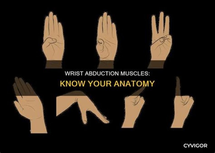 Which muscles abduct the wrist?