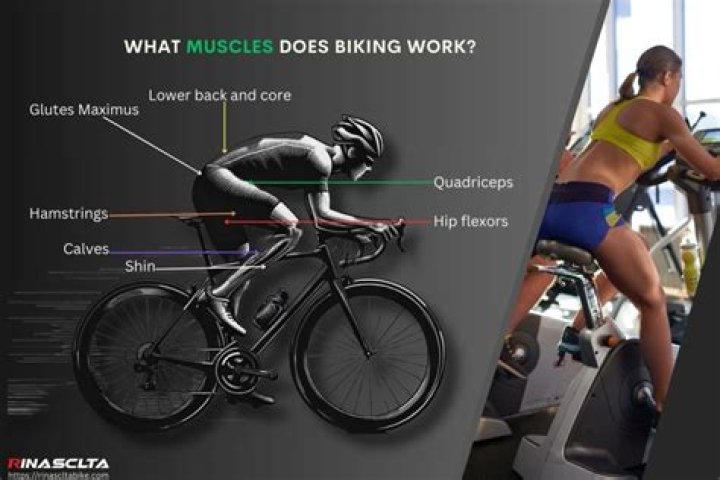 Which muscles do bicycles work?