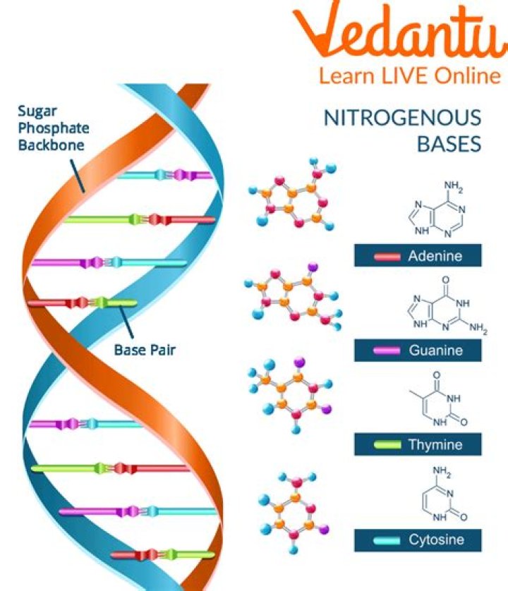 Which nitrogenous base is double-ringed?