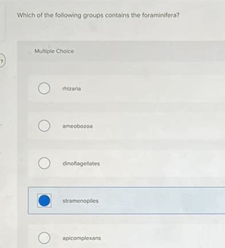 Which of the following groups contains the foraminifera?