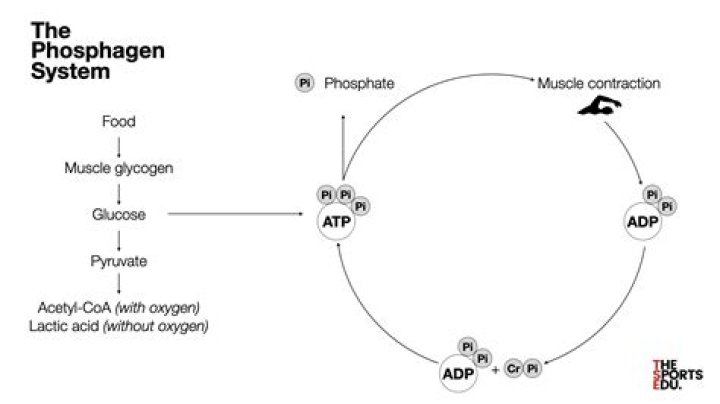 Which of the following is a phosphagen?