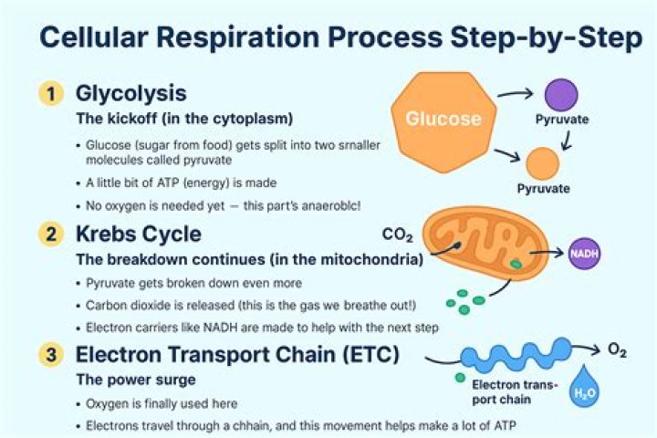 Which of the four phases require oxygen?