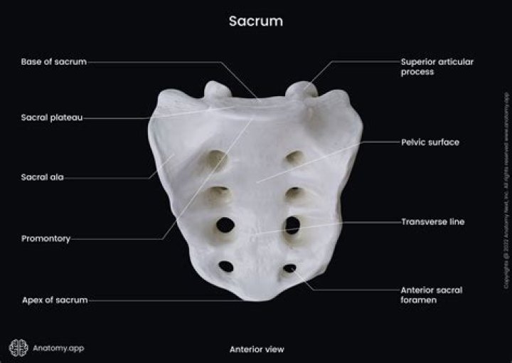 Which part is sacrum?