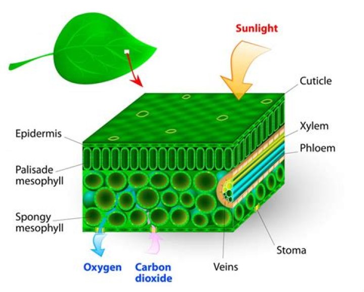 Which part of loranthus plant carries photosynthesis?