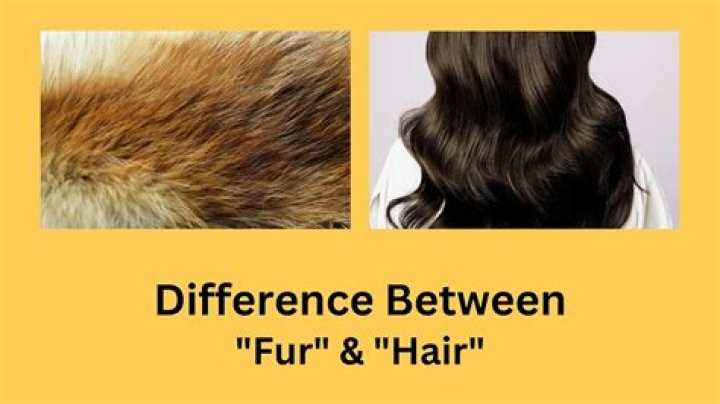 Which sheds fur or hair?