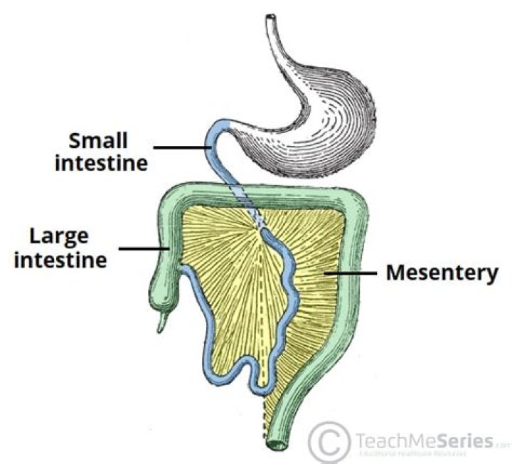 Which tissue suspends the intestine?