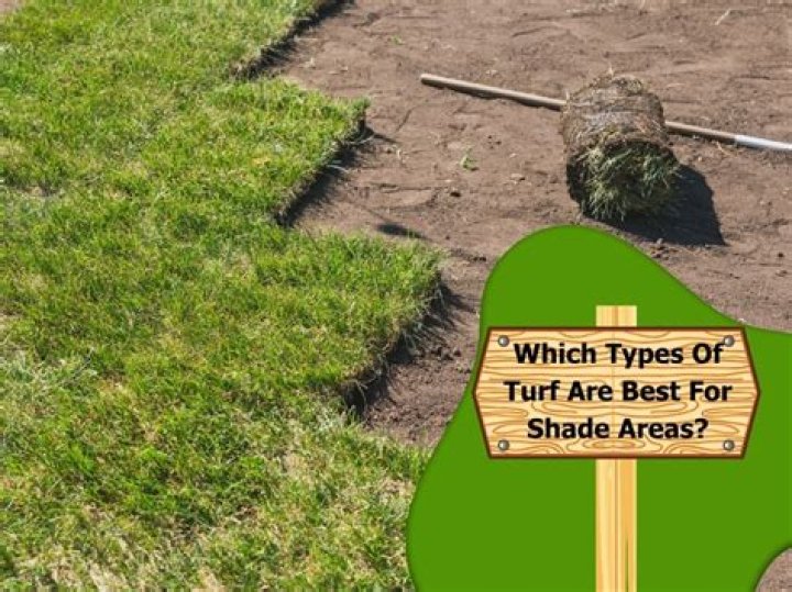 Which turf is best for shade?