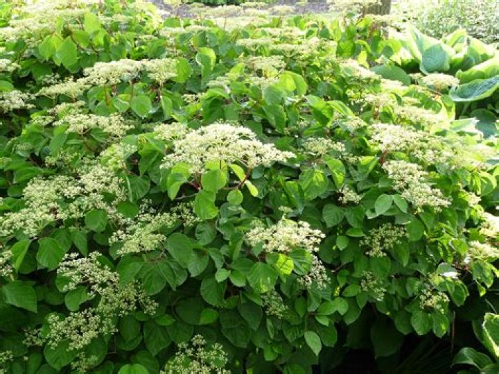 Which viburnum are deer resistant?