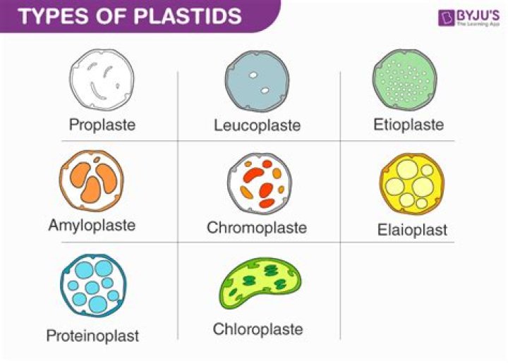 Who classified plastids into three types?