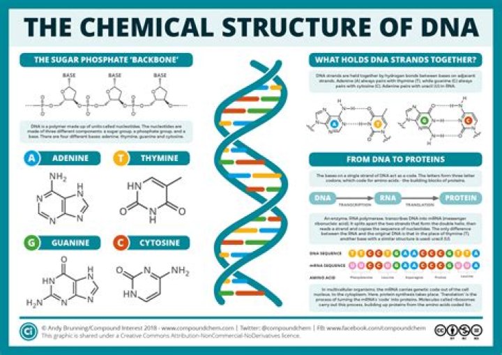 Who elucidated the structure of dna?
