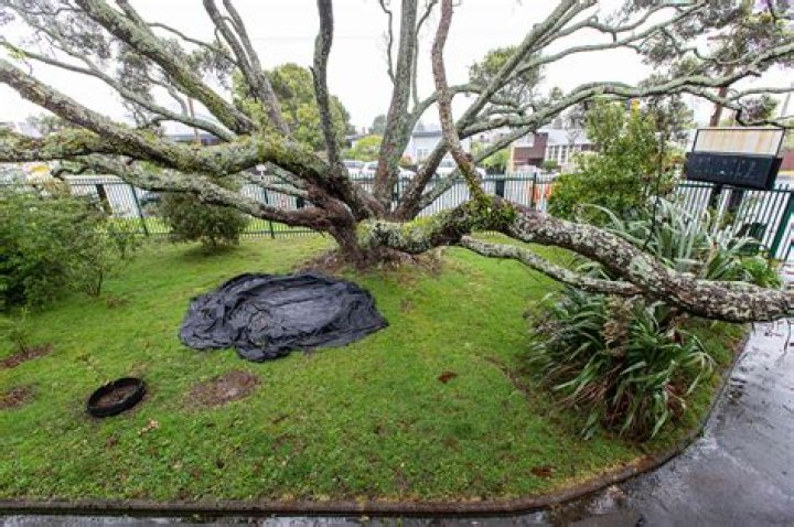 Who is shell midden?