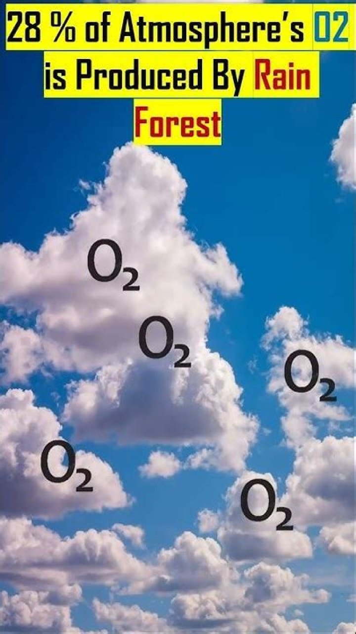 Who produces most oxygen?