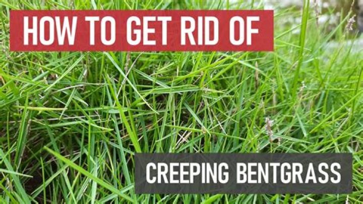 Who putts well on bentgrass?