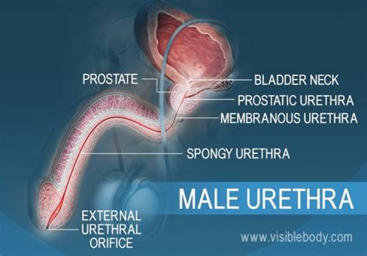 Whose urethra is bigger?