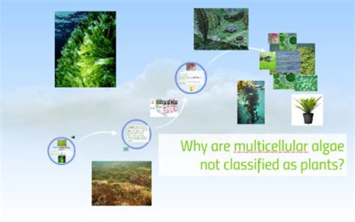 Why algae and fungi are not classified as plants?