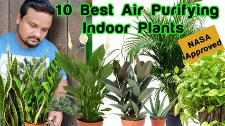 Why are air purifying plants good?