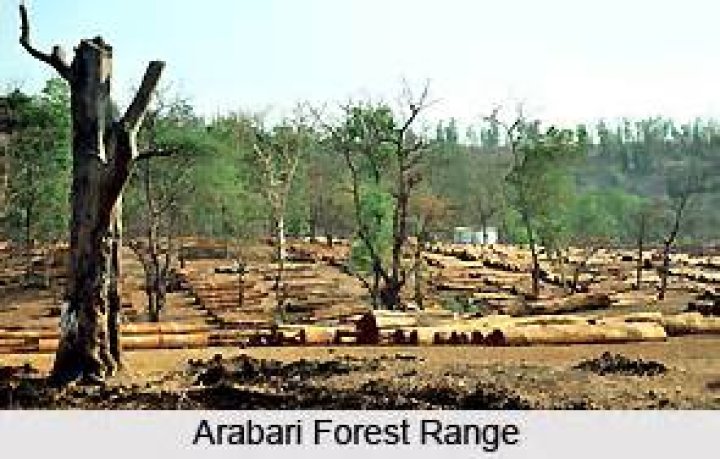 Why are arabari forest of bengal?