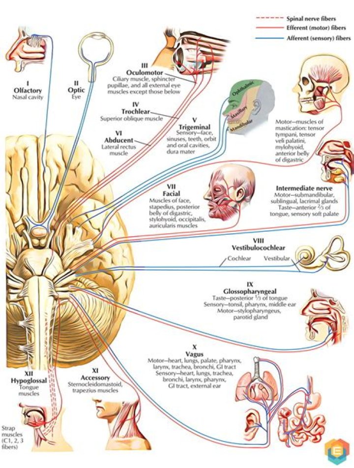 Why are cranial nerves lower motor neurons?