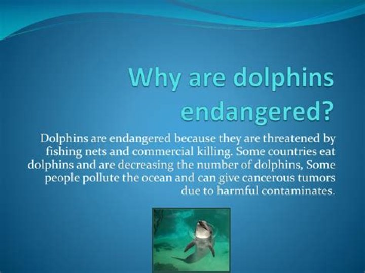 Why are dolphins endangered?