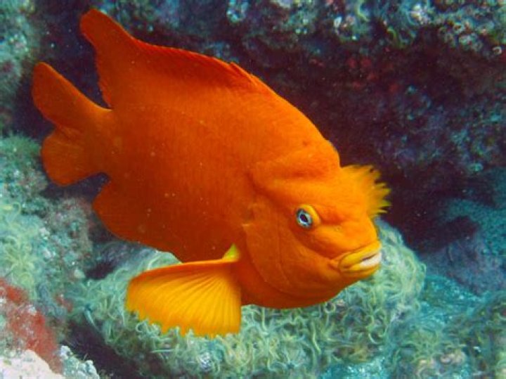 Why are garibaldi protected?