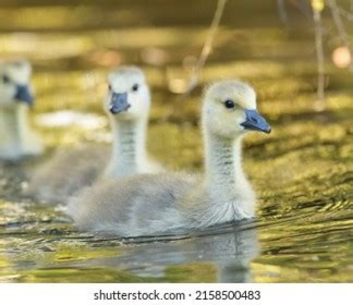 Why are goslings yellow?