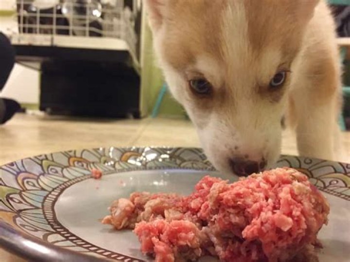 Why are huskies picky eaters?