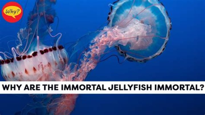 Why are jellyfish considered immortal?