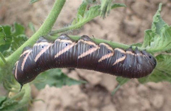 Why are my hornworms dying?