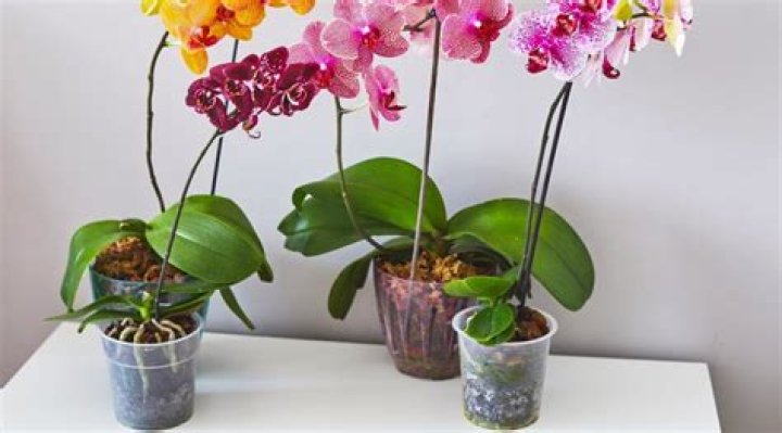 Why are orchids in clear pots?