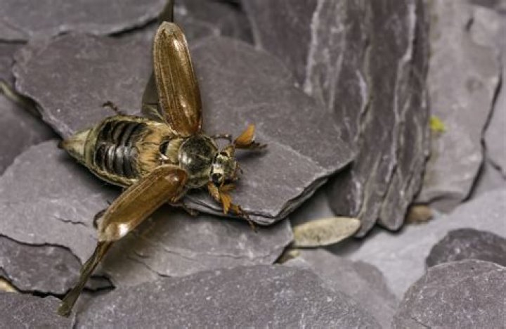 Why are they called toboggans?