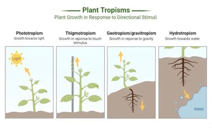 Why are tropisms important to plant?