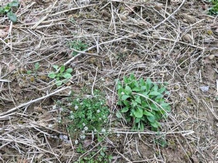 Why are weeds so hard to get rid of?