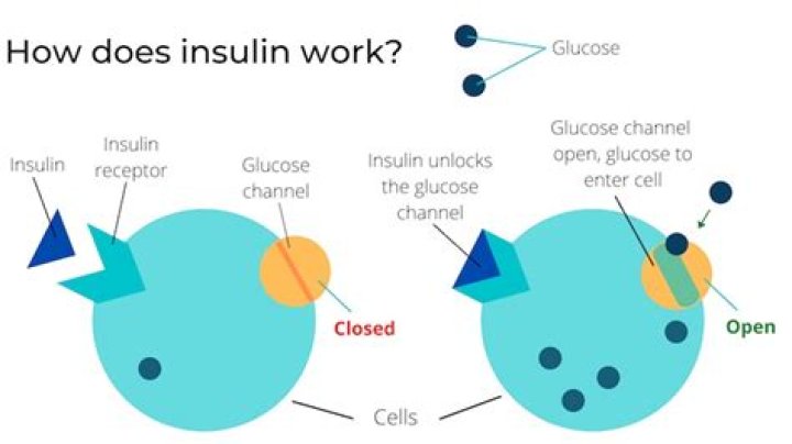 Why can't you ingest insulin?