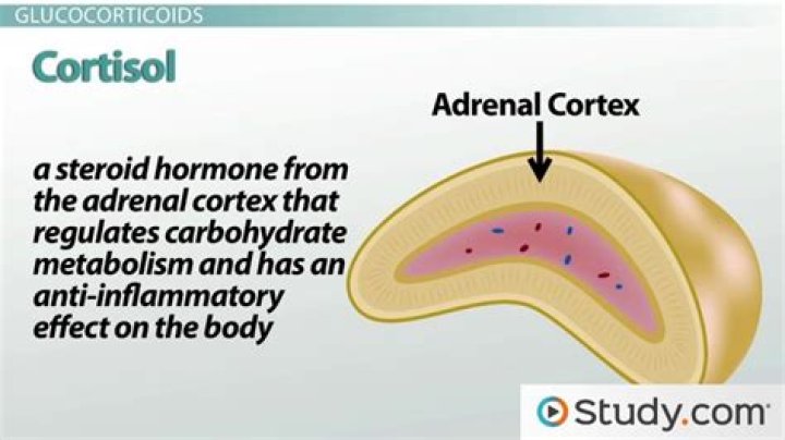 Why corticosteroids increase glucose?