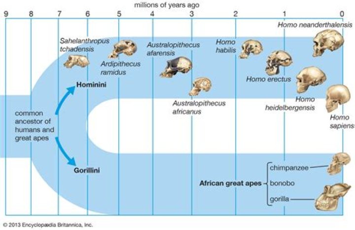 Why did hominids go extinct?