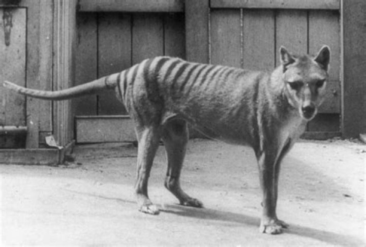Why did the thylacine go extinct?