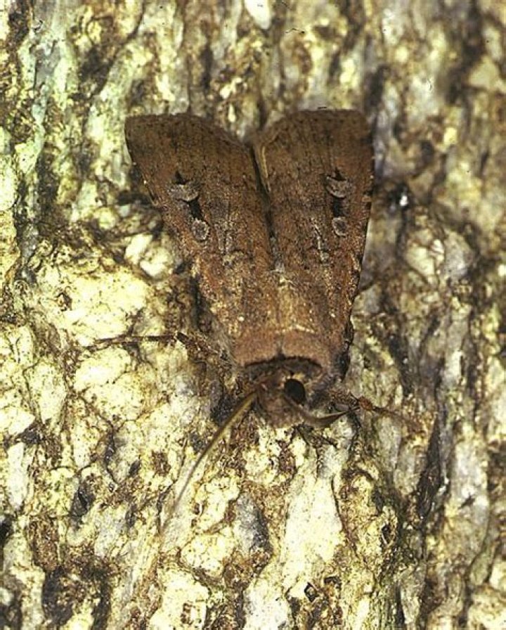 Why do bogong moths migrate?